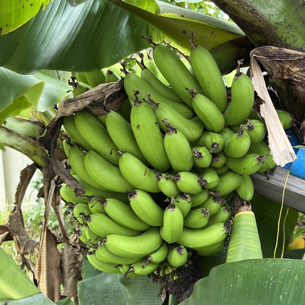 Banana plant