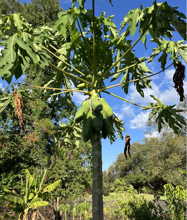 Papaya tree