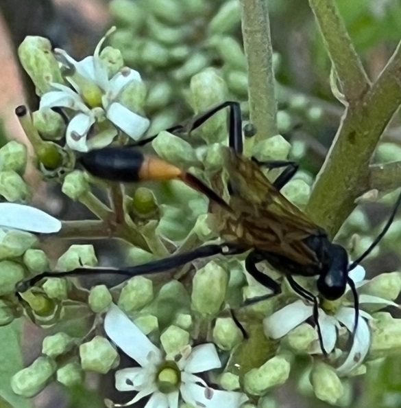 Bugs help pollinaton