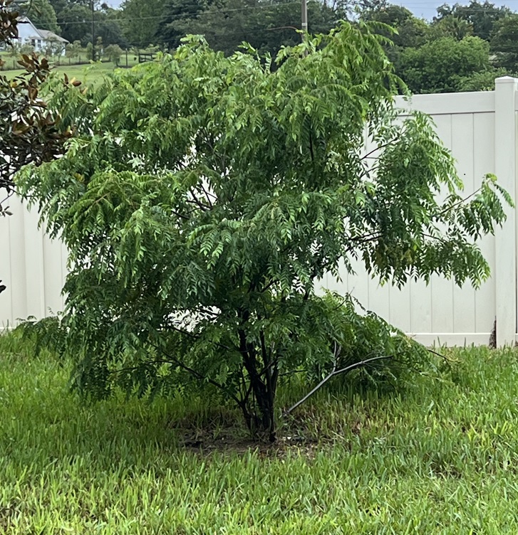 Curry leaf plant