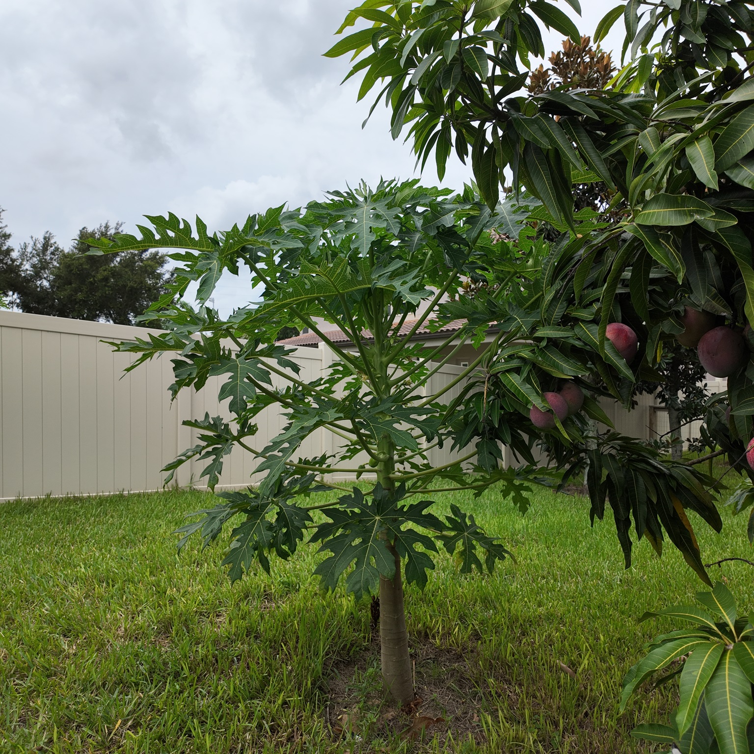 Papaya plant