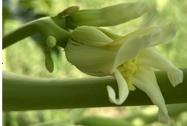 Female papaya flower