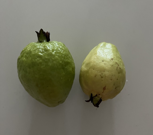 Guava