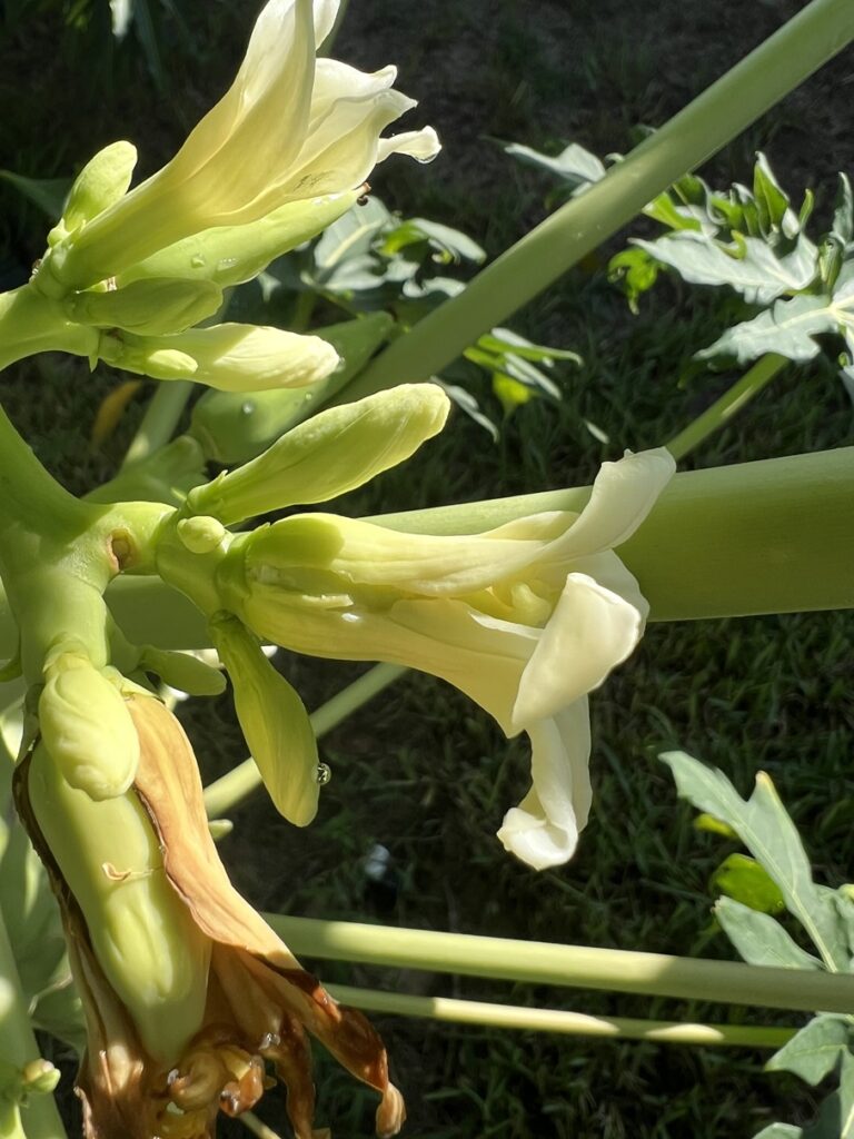 Bunch of papaya flowers