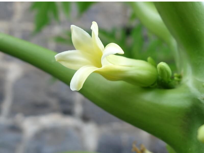 Papaya flower